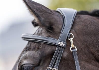 LeMieux-Work-Bridle-Lifestyle-Image-Black-4