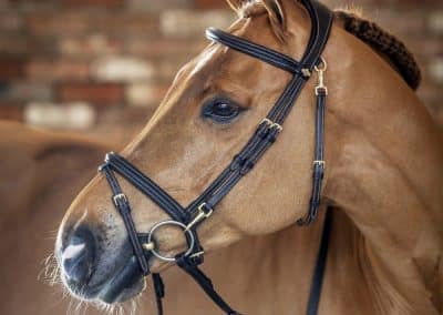 LeMieux-Work-Bridle-Lifestyle-Image-Brown-3