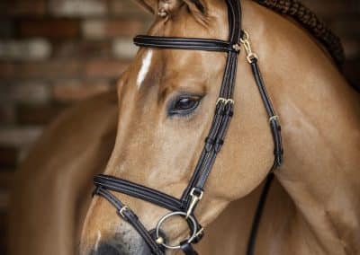 LeMieux-Work-Bridle-Lifestyle-Image-Brown-4