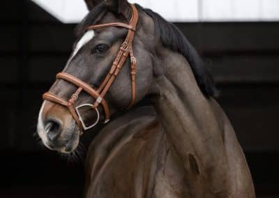 Stubben-2700-Pro-Jump-Tandem-Noseband-Bridle-Tobacco-2