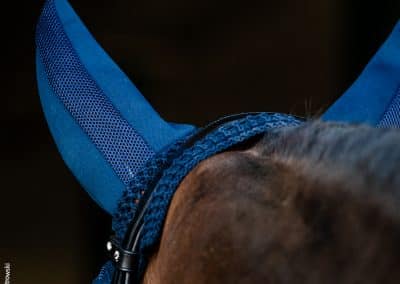 Schockemohle-Air-Silent-Fly-Veil-Lifestyle-1