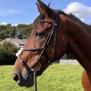 Schockemohle-Auckland-Grackle-Bridle-Dark-Brown-2