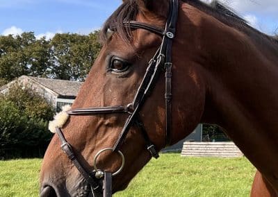 Schockemohle-Auckland-Grackle-Bridle-Dark-Brown-2
