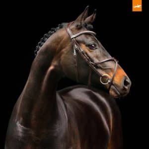 Schockemohle-Rio-Select-Grackle-Bridle-Espresso-1