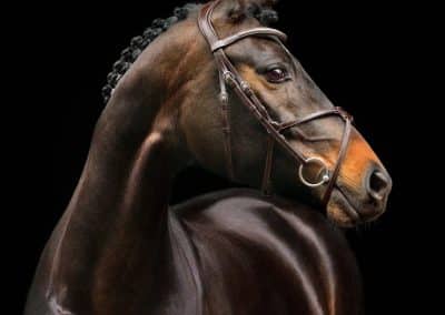 Schockemohle-Rio-Select-Grackle-Bridle-Espresso-1