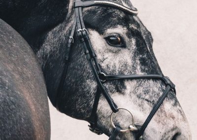 Schockemohle-Rio-Select-Grackle-Bridle-Image-3